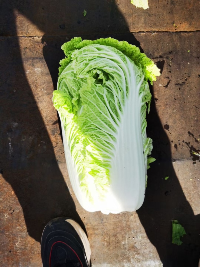 黄心菜白菜4~6斤净菜诚信蔬菜代办代发