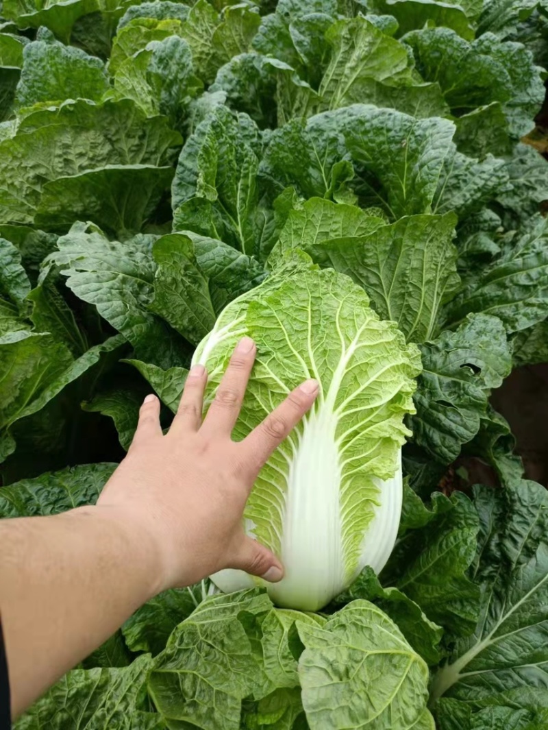 黄心菜白菜4~6斤净菜诚信蔬菜代办代发