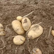 广西马铃薯种植基地，现挖卖果形漂亮！皮肤光靓黄皮黄心。
