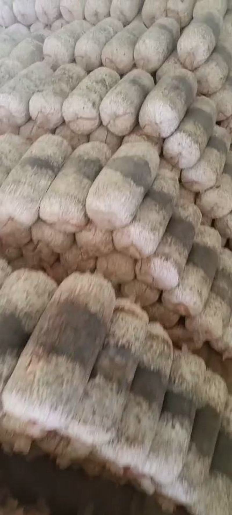 常年出售平菇榆黄蘑出菇菌包