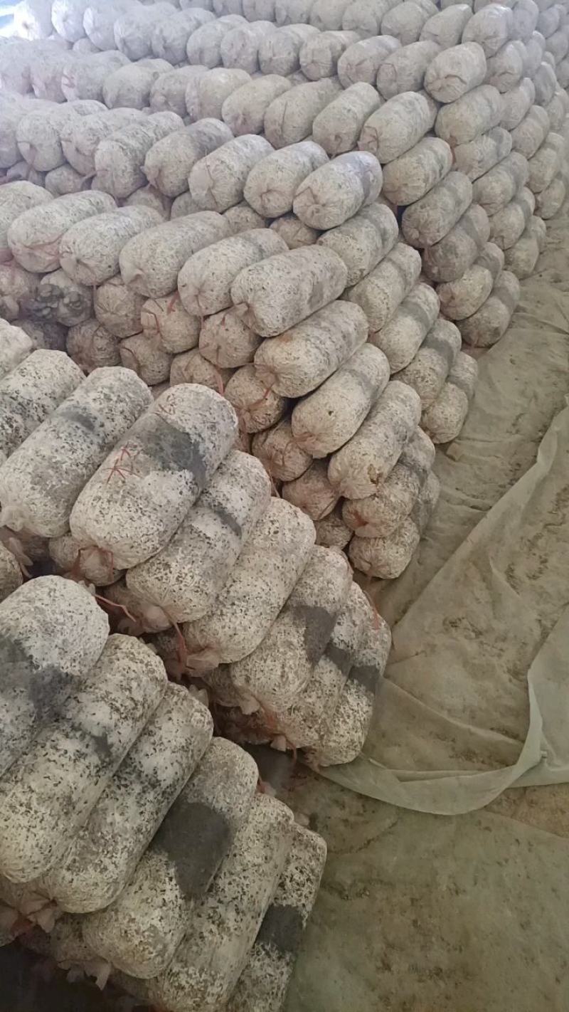 常年出售平菇榆黄蘑出菇菌包