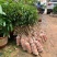 荔枝苗新品种越州红南方果树苗南北方可种植带土带叶发货