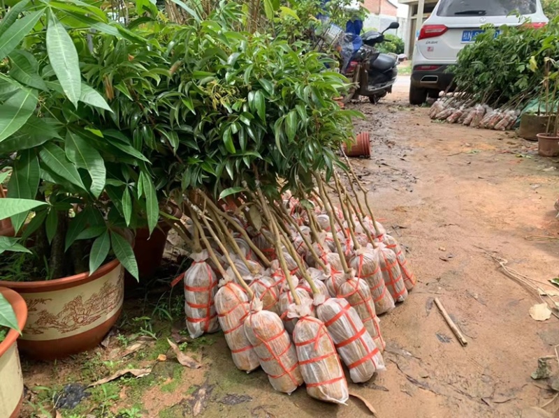 荔枝苗新品种越州红南方果树苗南北方可种植带土带叶发货
