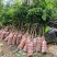 荔枝苗新品种越州红南方果树苗南北方可种植带土带叶发货
