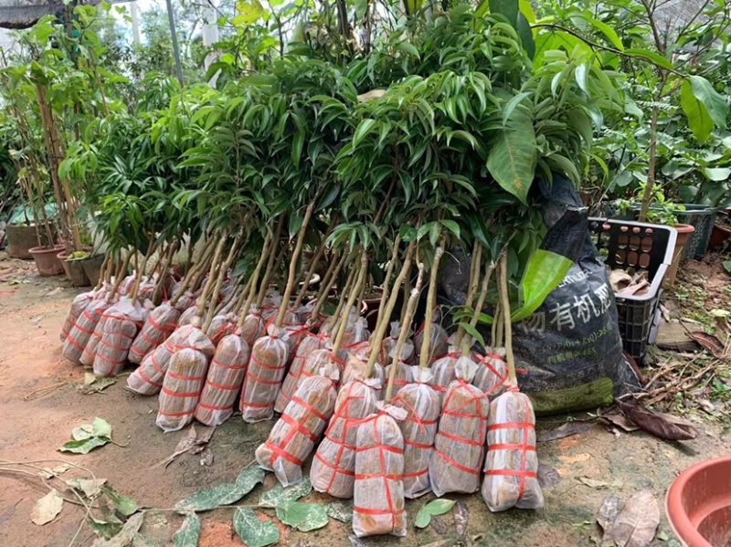 荔枝苗新品种越州红南方果树苗南北方可种植带土带叶发货