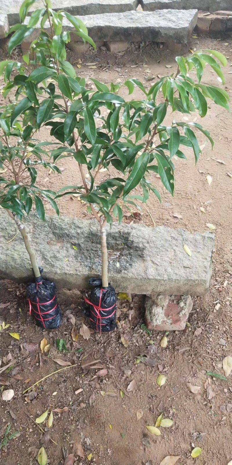 荔枝苗新品种越州红南方果树苗南北方可种植带土带叶发货