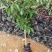 荔枝苗新品种越州红南方果树苗南北方可种植带土带叶发货