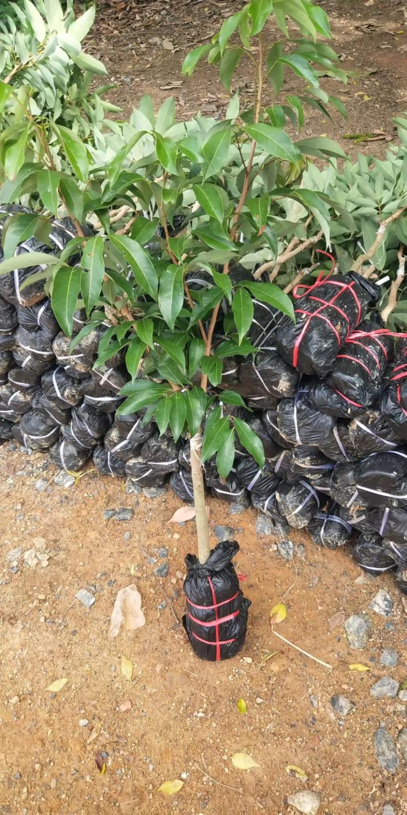 荔枝苗新品种越州红南方果树苗南北方可种植带土带叶发货