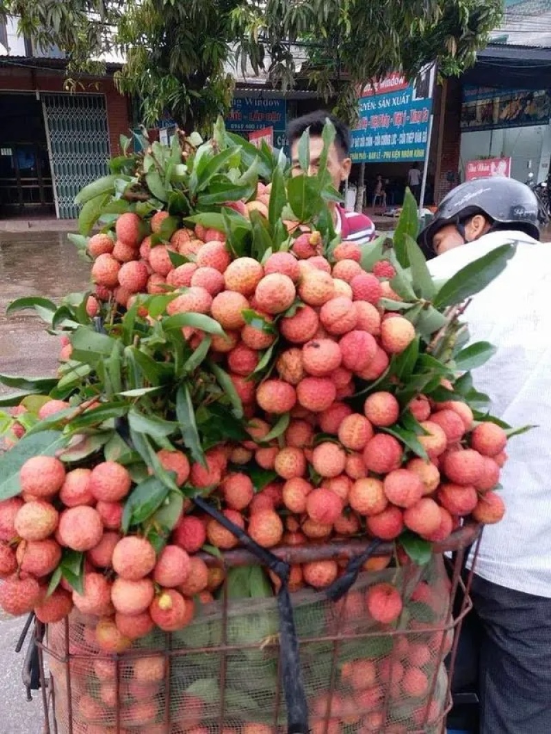 荔枝苗新品种越州红南方果树苗南北方可种植带土带叶发货