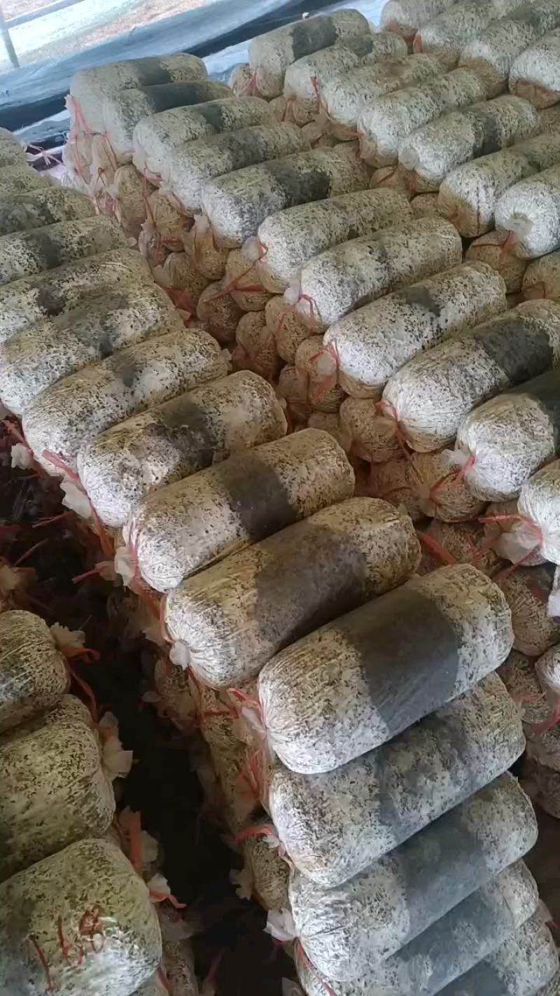 常年出售平菇榆黄蘑出菇菌包，出菇量大，敢货比三家。