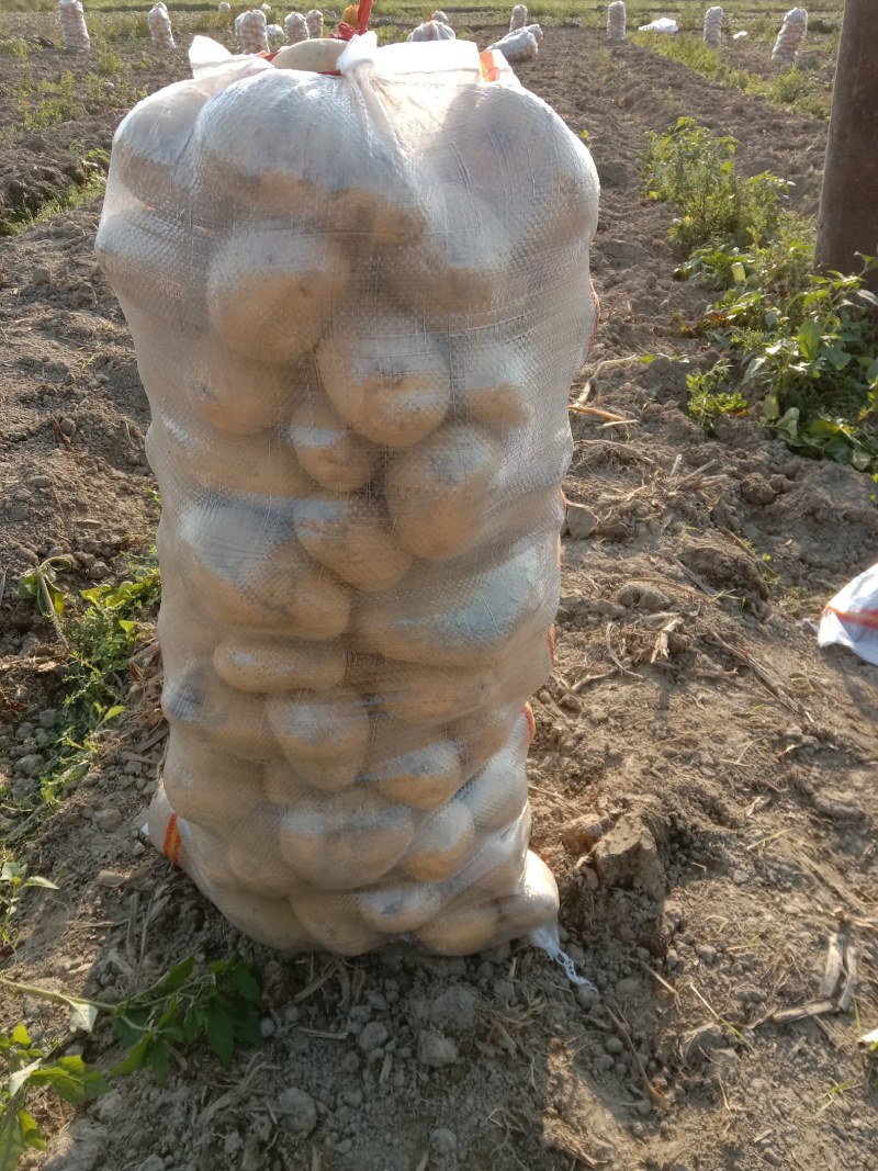 广西马铃薯种植基地，现挖卖果形漂亮！皮肤光靓黄皮黄心。