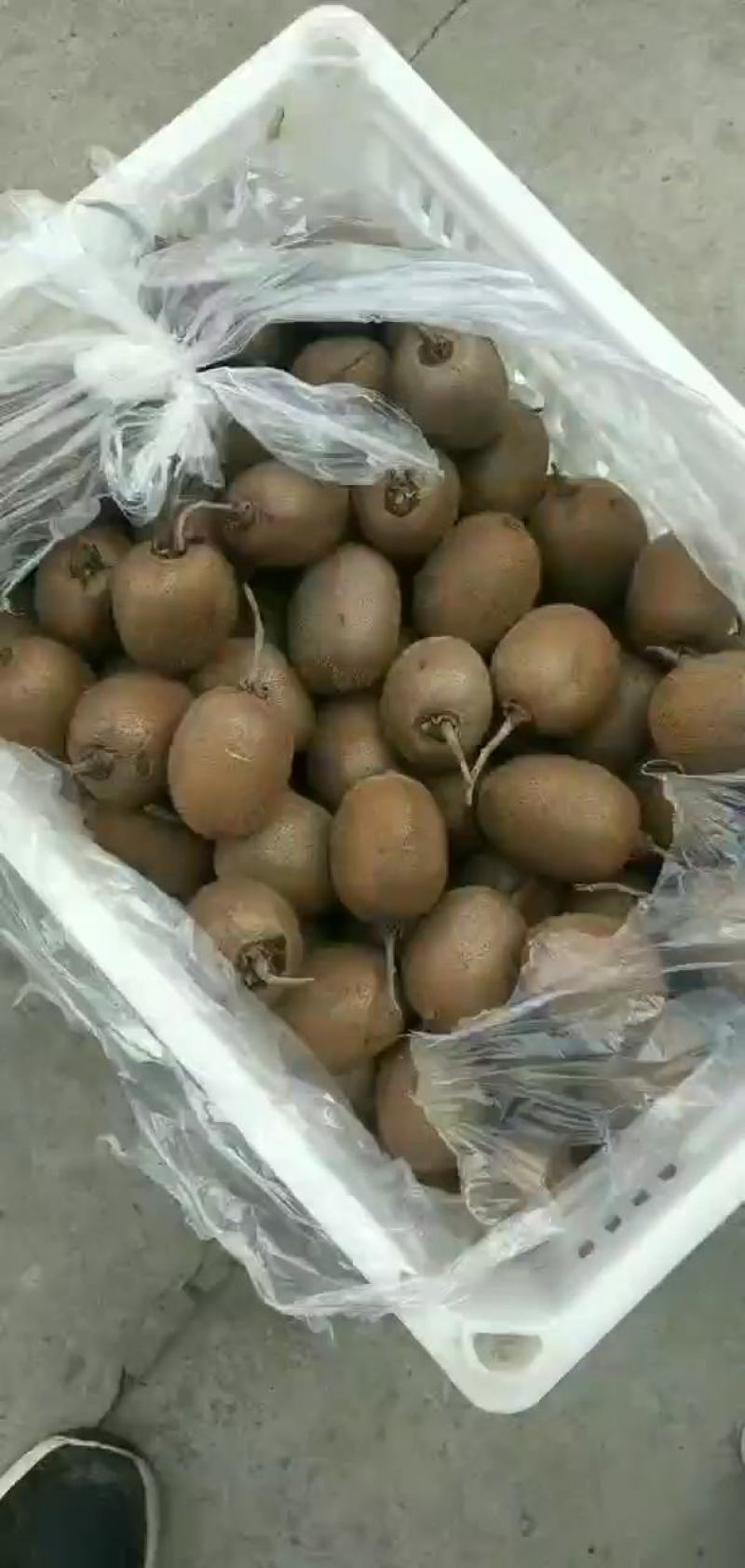 秦美猕猴桃。专业代办各种猕猴桃。正品和下检。产地直供。