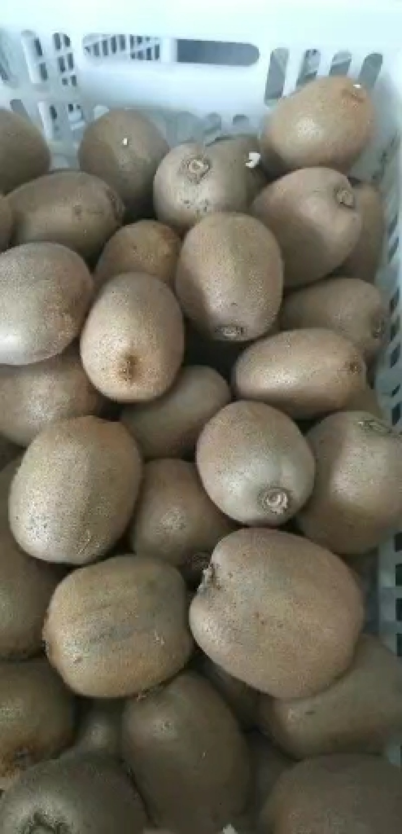 秦美猕猴桃。专业代办各种猕猴桃。正品和下检。产地直供。