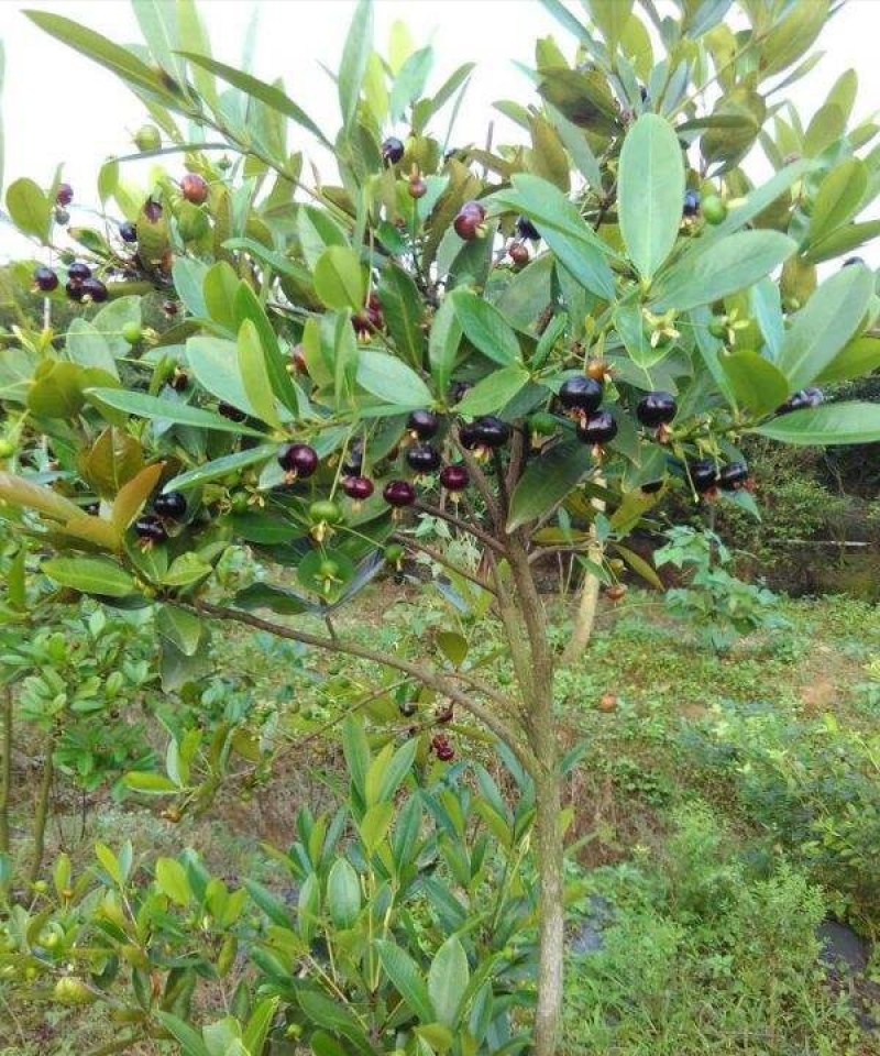 甜樱桃苗一年多次开花结果南北方种植蜜甜高产品种