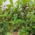 甜樱桃苗一年多次开花结果南北方种植蜜甜高产品种