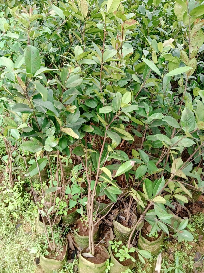 甜樱桃苗一年多次开花结果南北方种植蜜甜高产品种