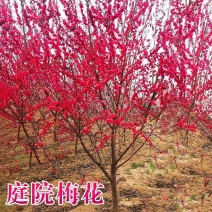 红梅花树庭院冬季开花植物耐寒花卉原生骨里红梅花腊梅花景