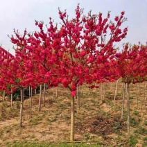 梅花树苗原生红梅树苗高杆骨里红梅花美化庭院阳台盆景花卉地