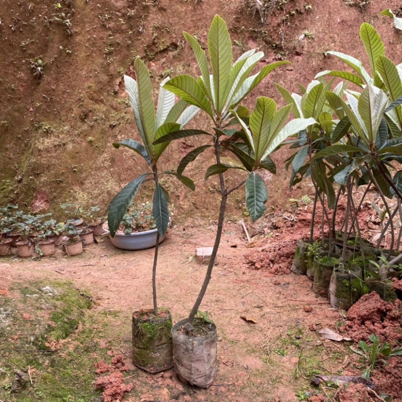新品种枇杷红砂糖枇杷嫁接苗南北方种植果肉饱满当年结果包邮