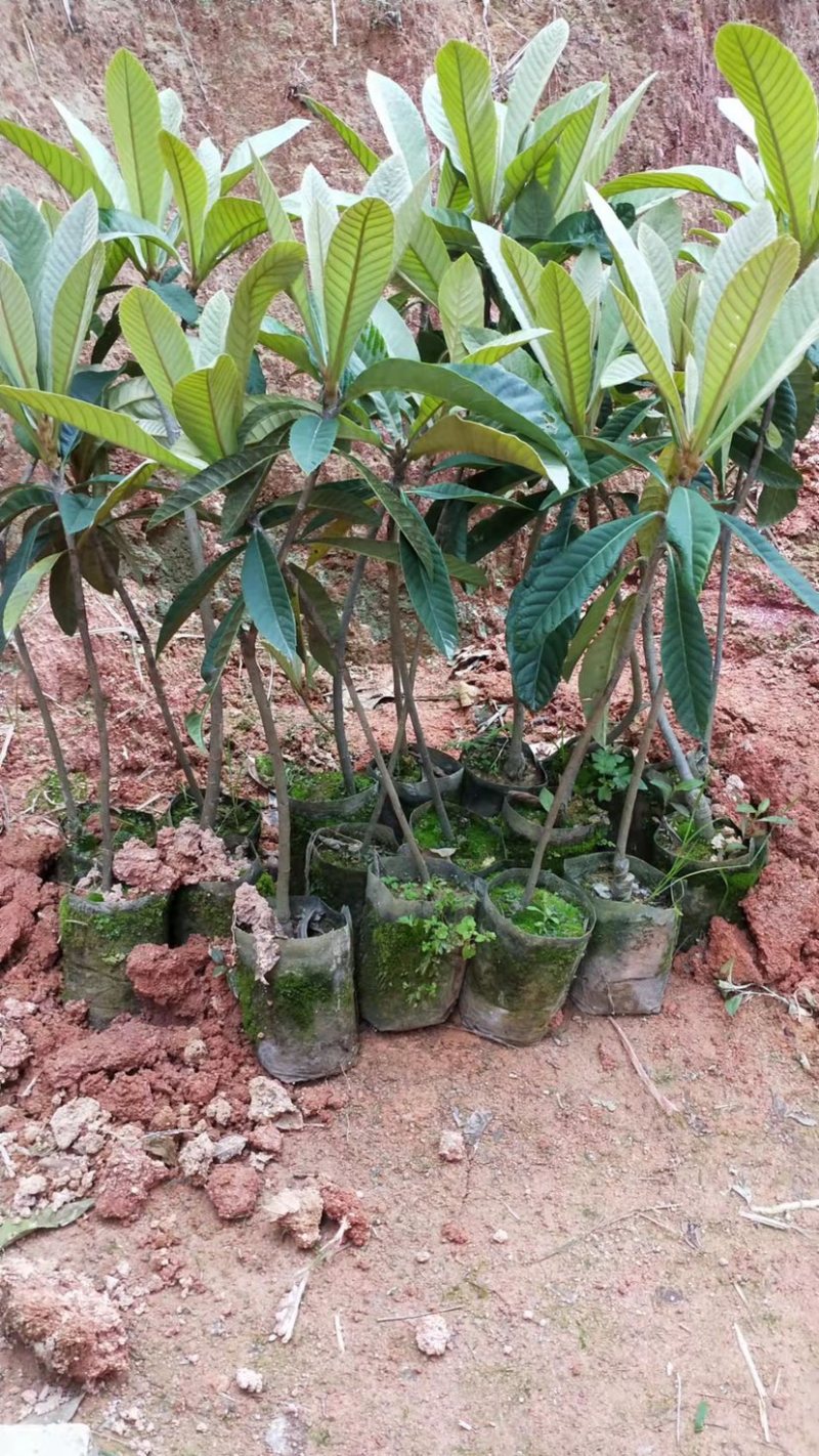 新品种枇杷红砂糖枇杷嫁接苗南北方种植果肉饱满当年结果包邮