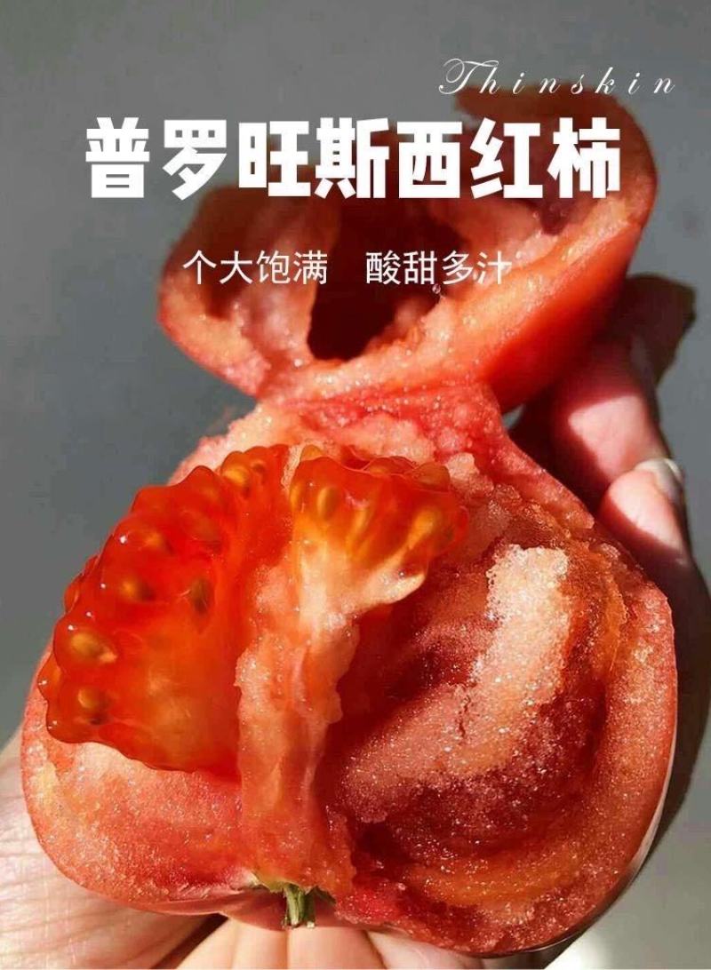 西红柿苗大红硬粉普罗旺斯草莓西红柿各色柿子