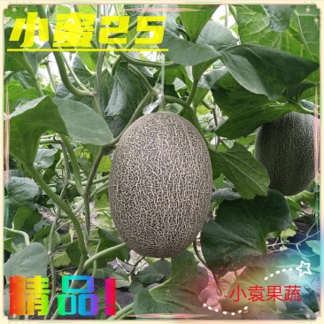 甜瓜哈密瓜小蜜25号哈密瓜大量供应市场电商专业代