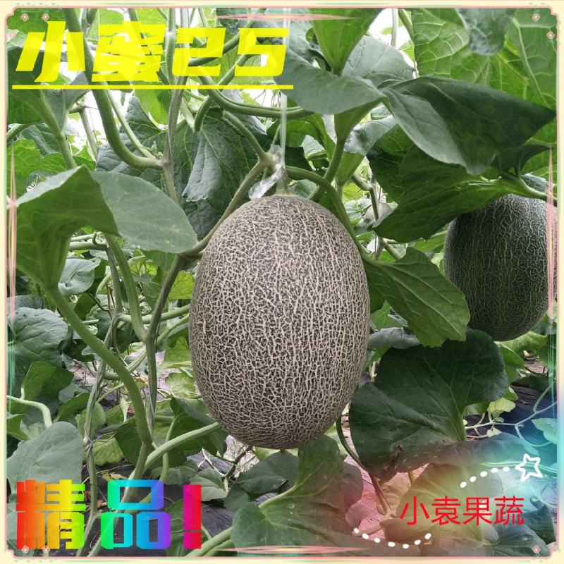 甜瓜哈密瓜小蜜25号哈密瓜大量供应市场电商专业代