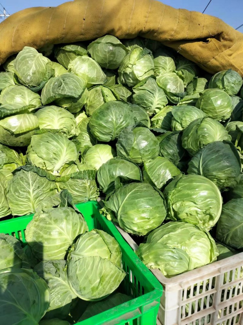 甘蓝，圆包菜，大棚鲜菜，净菜上车，货源充足，保证质量