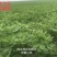 大量供应进口紫花苜蓿种子包芽率国内送货上门