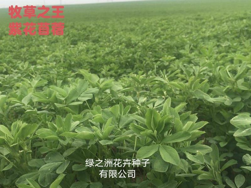 大量供应进口紫花苜蓿种子包芽率国内送货上门