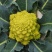 宝塔花椰菜塔花花菜绿花菜花椰菜法国花椰菜