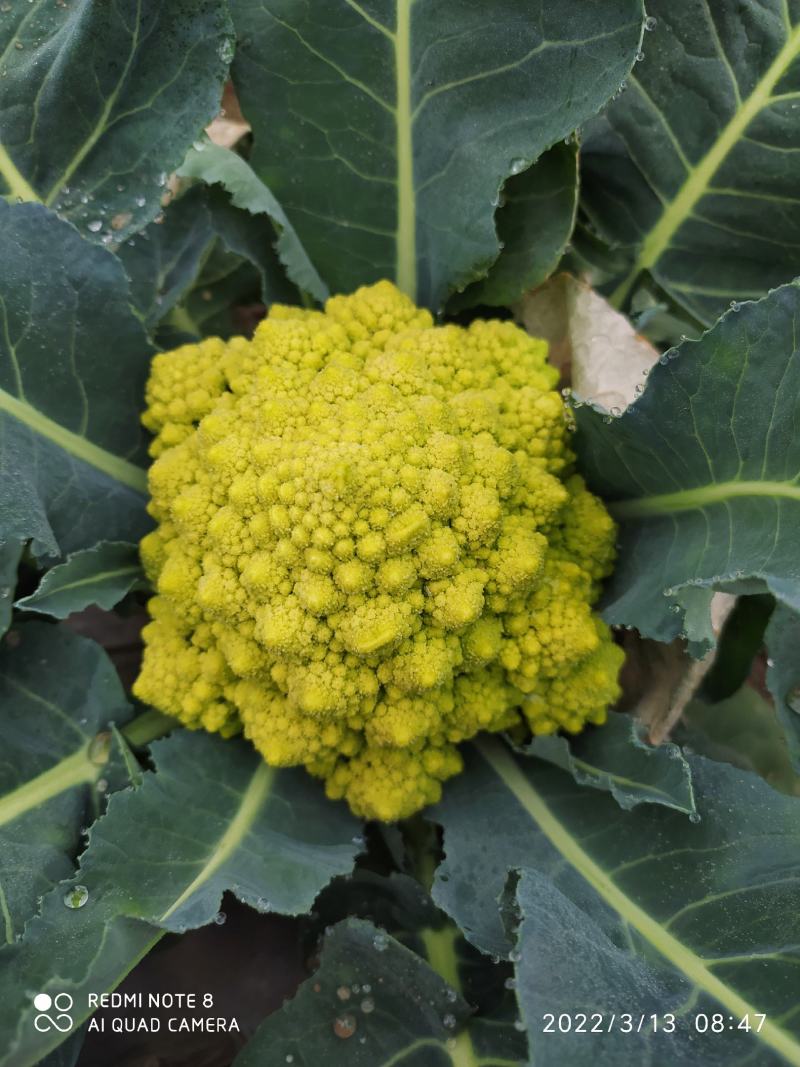 宝塔花椰菜塔花花菜绿花菜花椰菜法国花椰菜