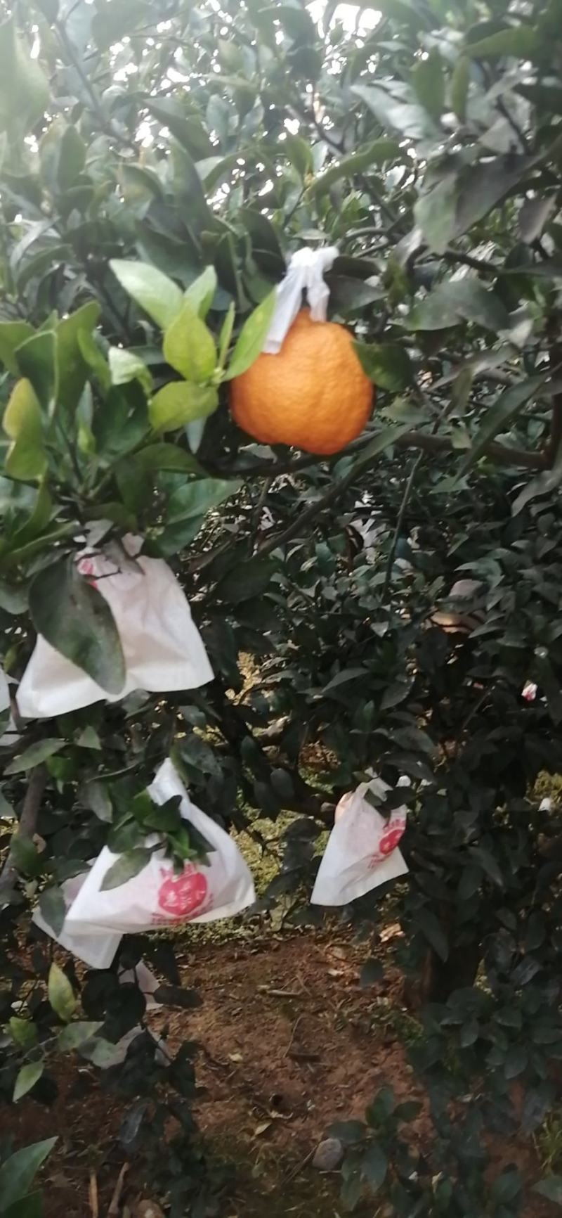 四川金堂。不知火柑桔，爱媛，橙子，耙耙柑。现陆续上市。