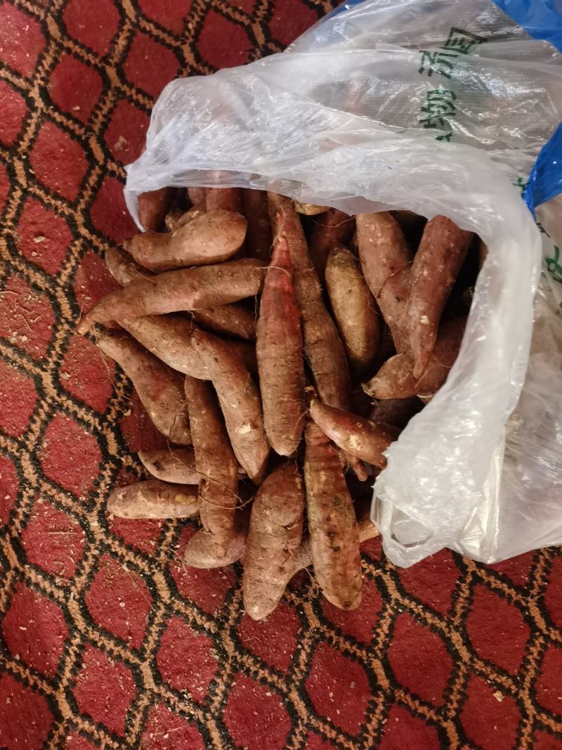 板栗薯，河北济薯26，河北保定济薯26小薯1-3两
