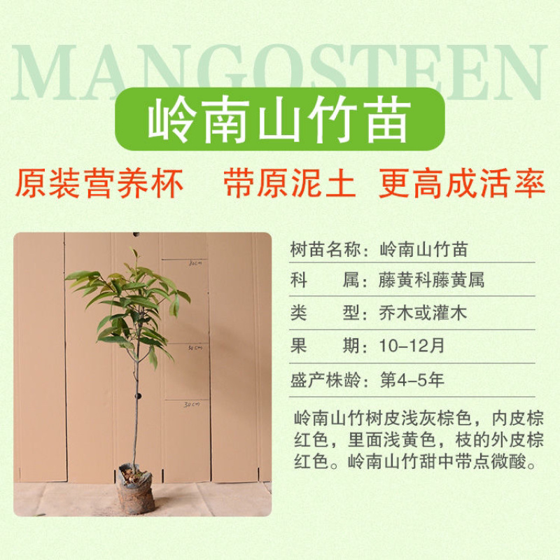 岭南山竹老蒙子树苗泰国无籽树苗庭院盆栽地栽南北方种植