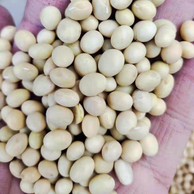 供应优质黄豆食品级大豆做豆腐豆浆五谷杂粮