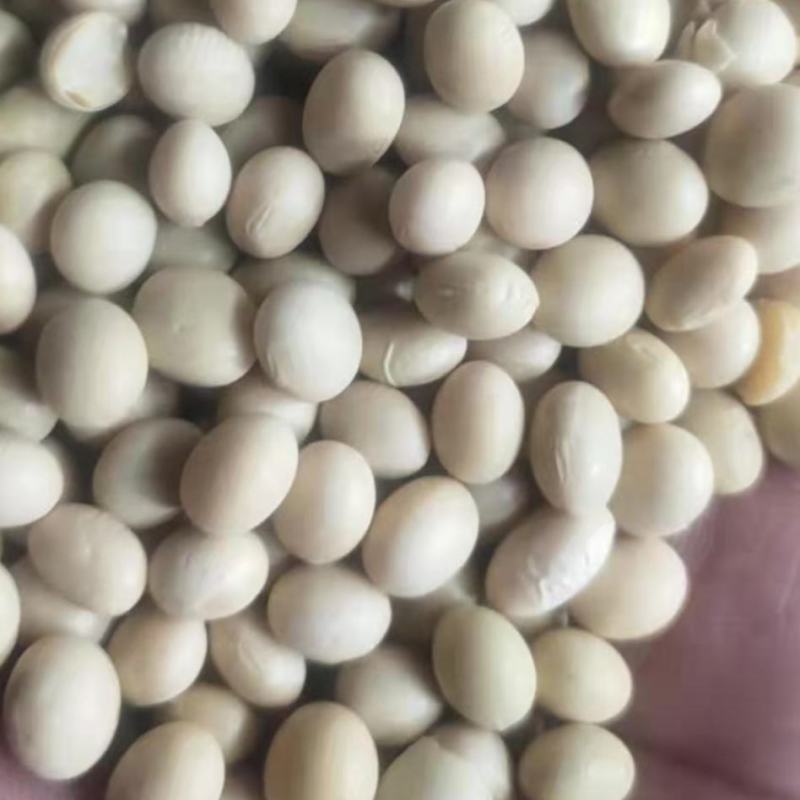 供应优质黄豆食品级大豆做豆腐豆浆五谷杂粮