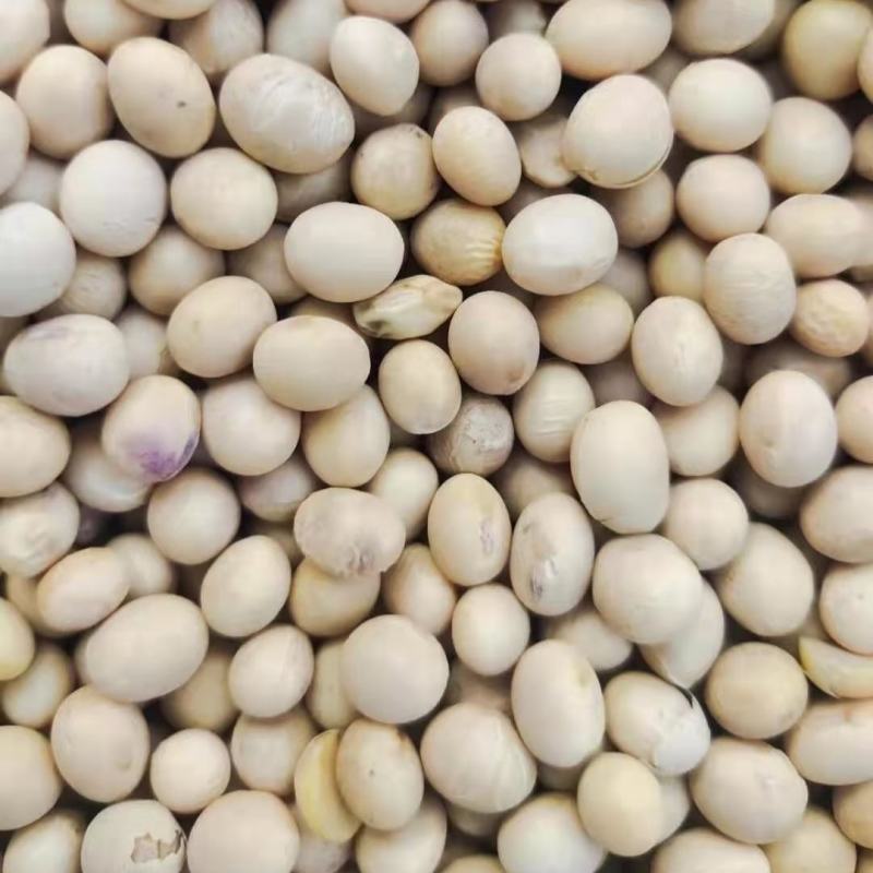 供应优质黄豆食品级大豆做豆腐豆浆五谷杂粮