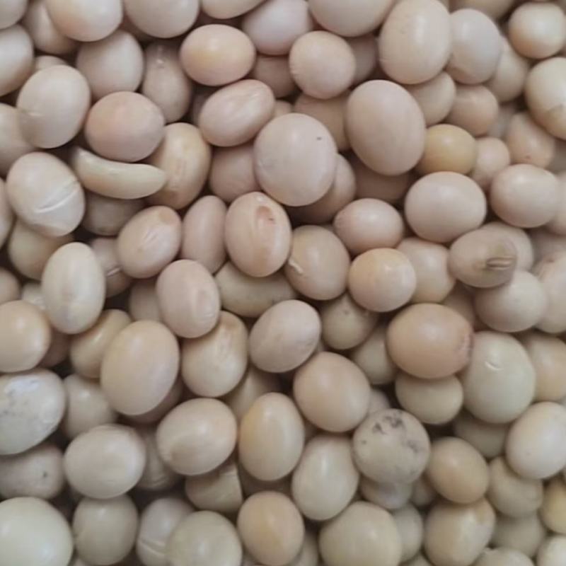 供应优质黄豆食品级大豆做豆腐豆浆五谷杂粮