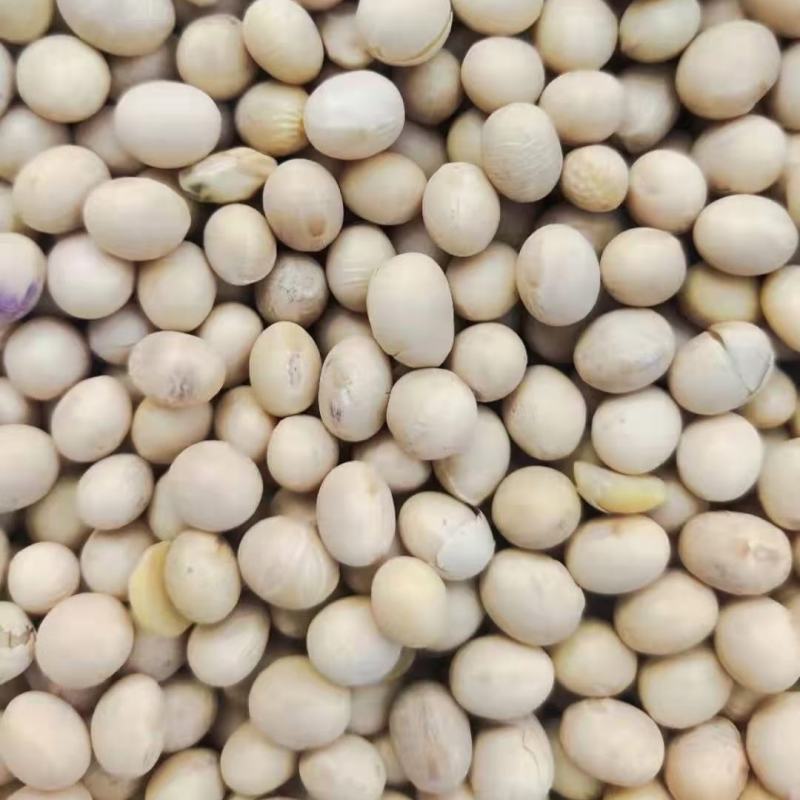 供应优质黄豆食品级大豆做豆腐豆浆五谷杂粮