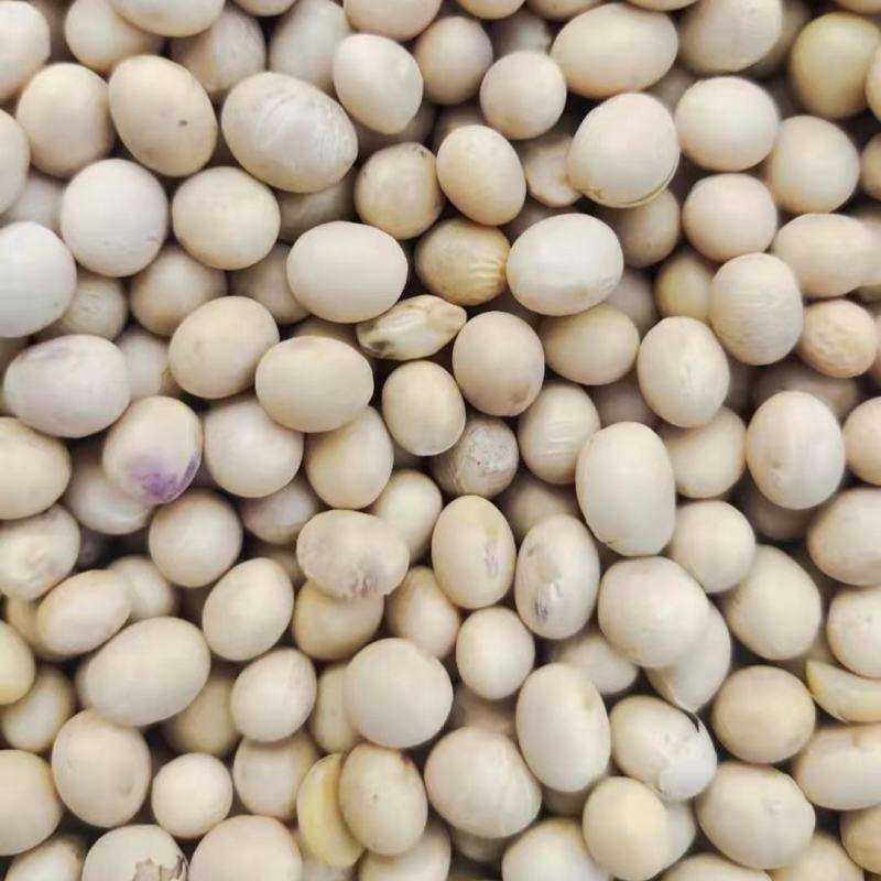 供应优质黄豆食品级大豆做豆腐豆浆五谷杂粮