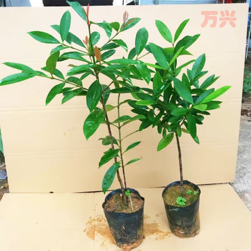 岭南山竹老蒙子树苗泰国无籽树苗庭院盆栽地栽南北方种植