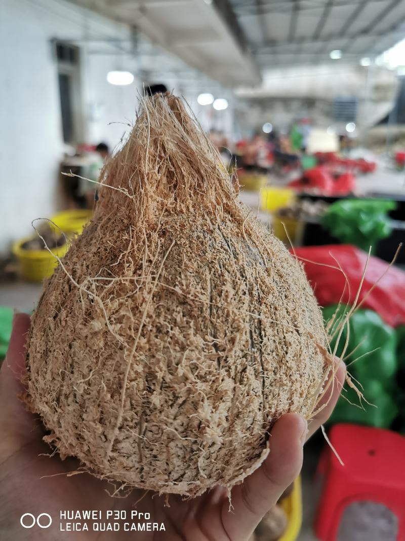 清补凉原料椰子海南毛椰子厂家直发，30个袋装，工厂直发。