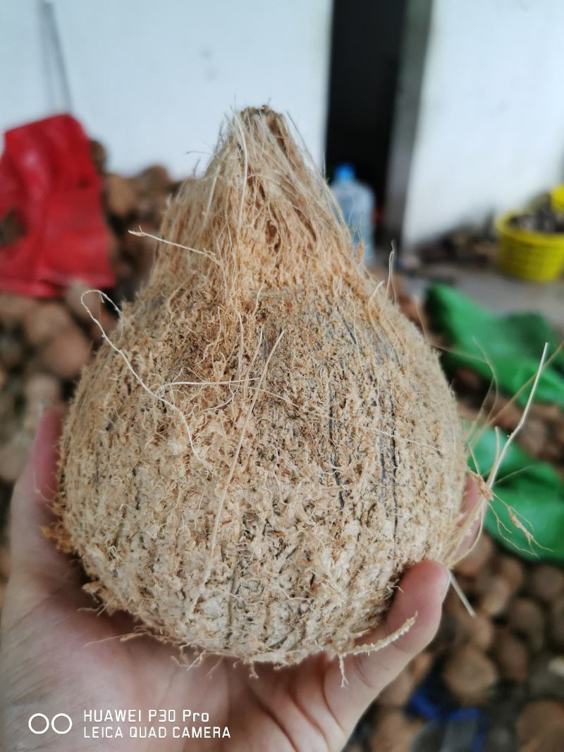 清补凉原料椰子海南毛椰子厂家直发，30个袋装，工厂直发。