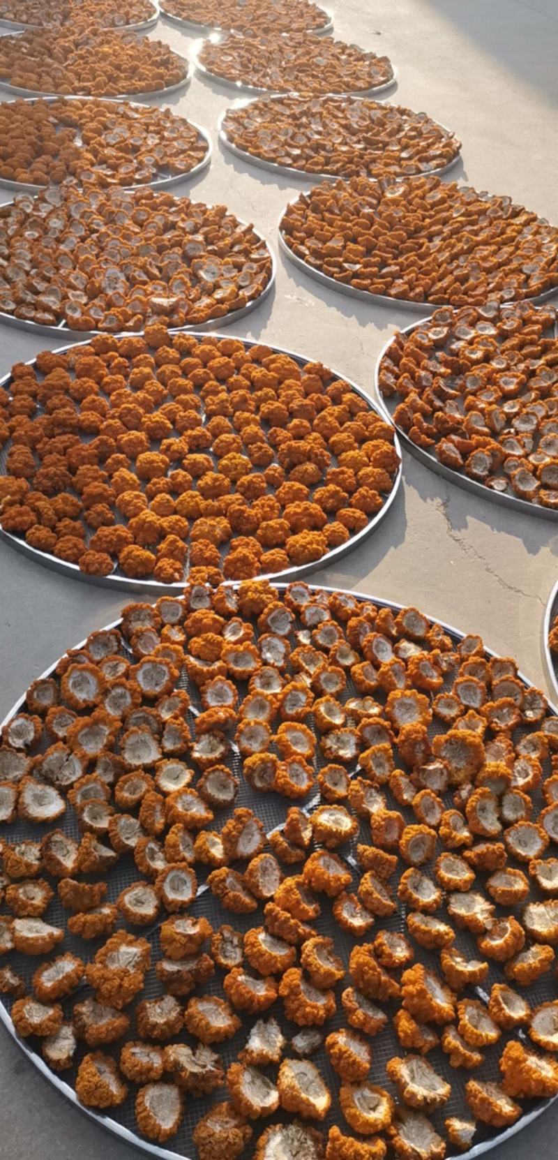云南干金耳菌鲜金耳金耳菌基地货源大量现货批发