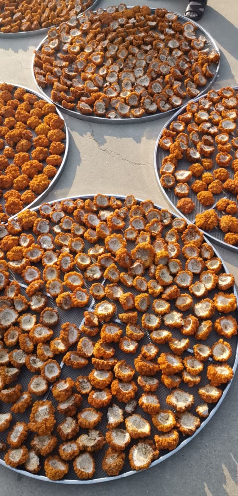云南干金耳菌鲜金耳金耳菌基地货源大量现货批发