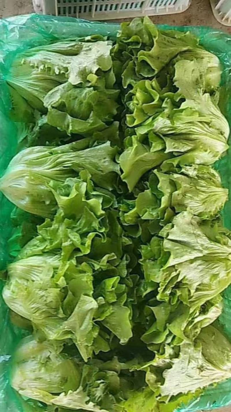 河南滑县万亩意大利生菜基地，产地直供，供应各大批发市场