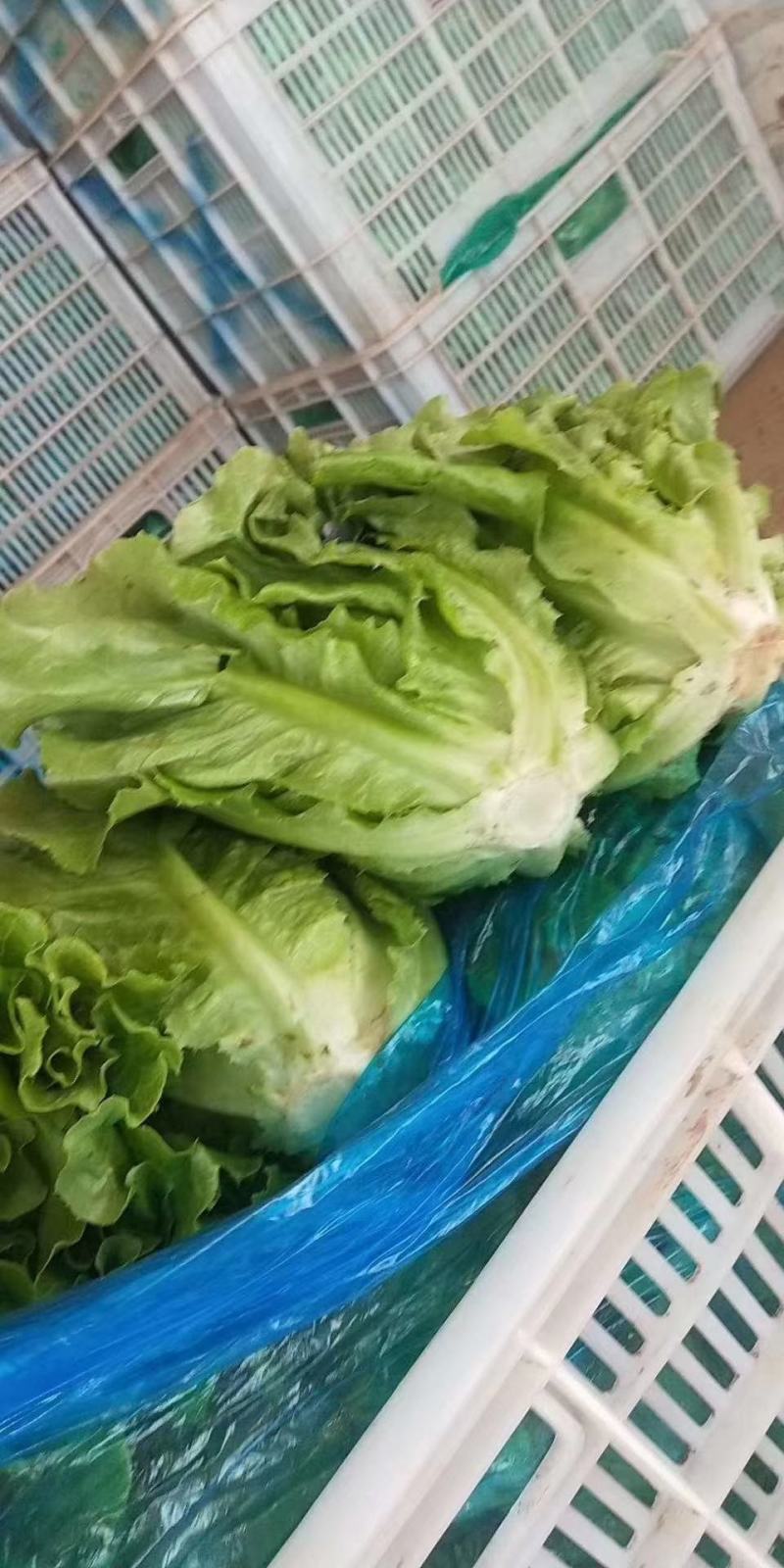 河南滑县万亩意大利生菜基地，产地直供，供应各大批发市场