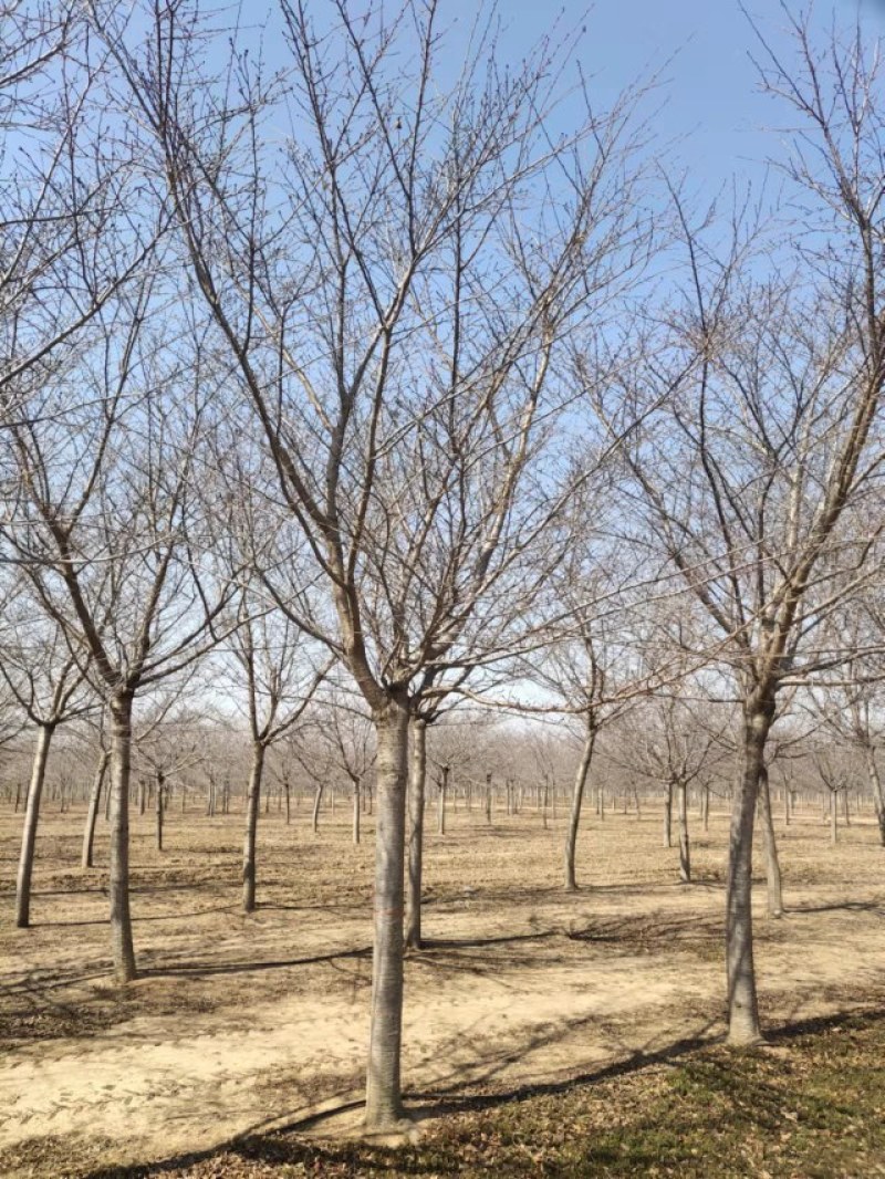 染井吉野，樱花