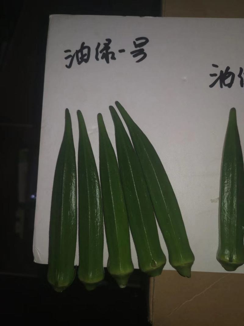 亮绿水果秋葵种子一代杂交蔬菜基地专用秋葵种子高产品种